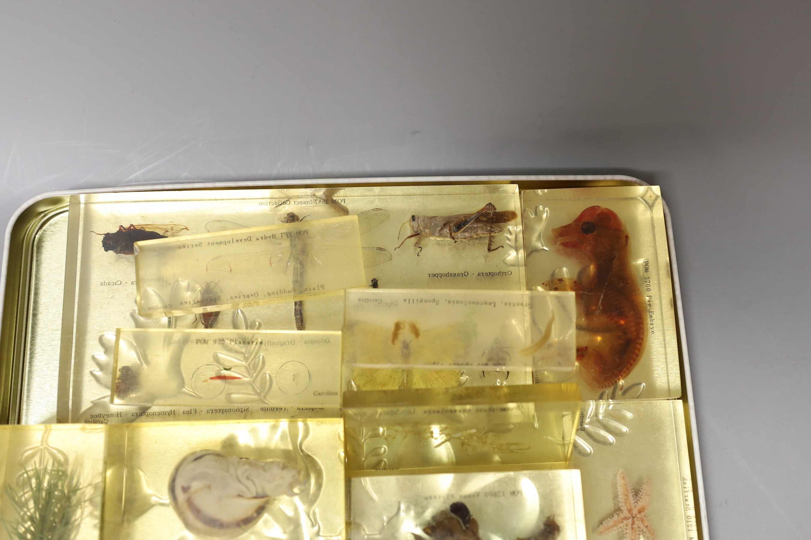 A quantity of perspex cased natural history specimens